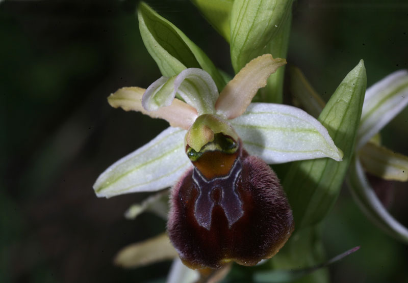 Ophrys (sphegodes) panormitana in fioritura.